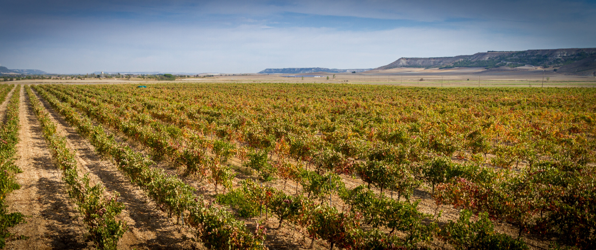 bodegas-concejo-valladolid-tierras