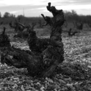 vinos-y-mieles-singulares-5